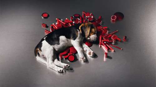 Άμεση σύνδεση μεταξύ κακοποίησης ζώων και ενδοοικογενειακής βίας