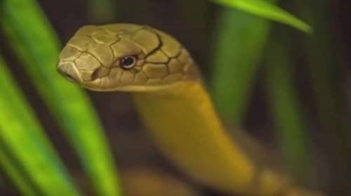 Αυτοκτόνησε βάζοντας την κόμπρα του να τον δαγκώσει