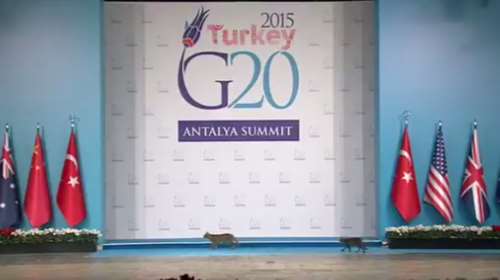 Tρεις γάτες επισκίασαν Ομπάμα και Πούτιν στη Σύνοδο Κορυφής των G20