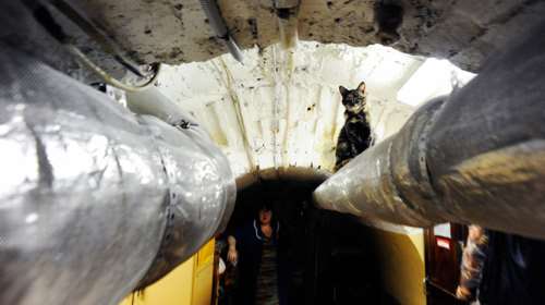 Οι γάτες του Ερμιτάζ προς υιοθεσία