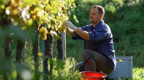 Αντιδρούν οι οινοπαραγωγοί για τον φόρο στο κρασί