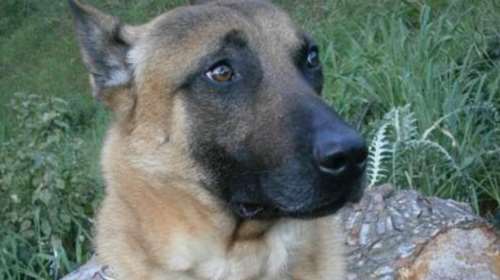 Nεκρός κι ένας σκύλος της αστυνομίας στο Σεν Ντενί