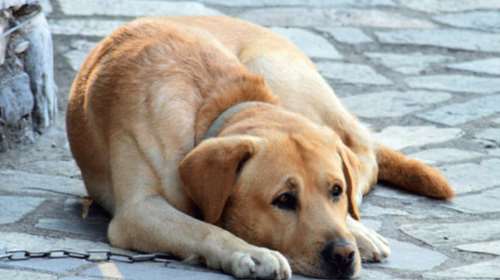 Παρέμβαση του Αρείου Πάγου για τον ακρωτηριασμό σκύλου