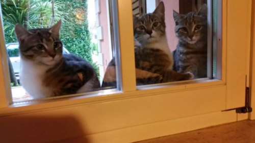 Απίστευτο! Απάντηση στους τρομοκράτες με τις... γάτες τους!