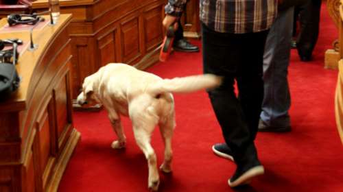 Λευκό λαμπραντόρ μπήκε στη συνεδρίαση της ΚΟ του ΣΥΡΙΖΑ: Φωτό