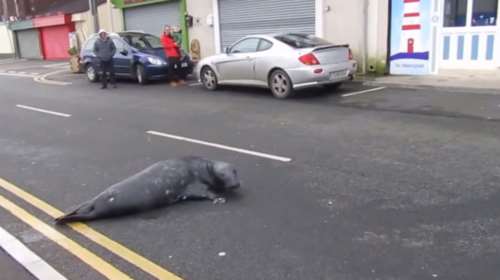 Μία λιχούδα φώκια πηγαίνει κάθε μέρα στο αγαπημένο της εστιατόριο Video