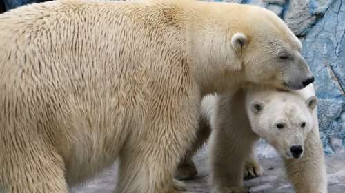 Οι «ερωτευμένες» πολικές αρκούδες είναι ό,τι πιο όμορφο θα δείτε σήμερα