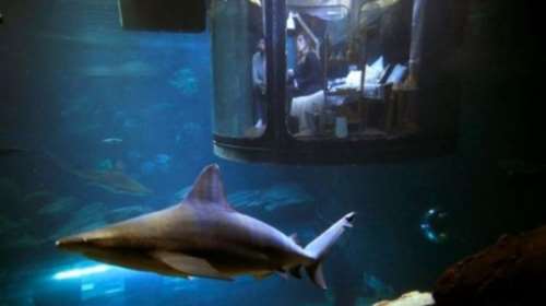 Ονειρά γλυκά... δίπλα σε καρχαρίες σε ενυδρείο του Παρισιού