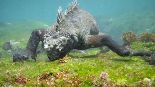 Το Ιγκουάνα που θυμίζει τον Γκοτζίλα θα σας αφήσει άφωνους