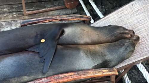 Τα γλυκύτατα θαλάσσια λιοντάρια που κάθονται αγκαλιά στον ήλιο