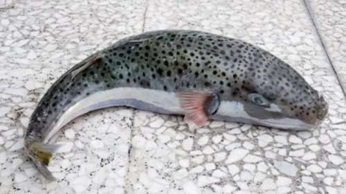 «Παρέλαση» επικίνδυνων λαγοκέφαλων στην Κρήτη (vd)