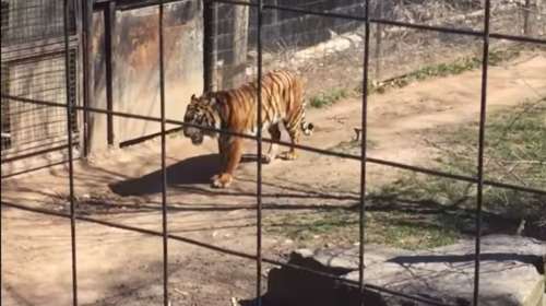 Μπήκε στο κλουβί της τίγρης για να πιάσει το καπέλο της