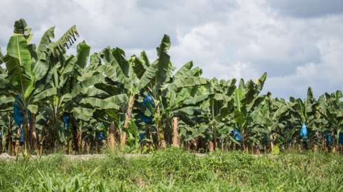 Επικίνδυνος μύκητας απειλεί το μέλλον της μπανάνας