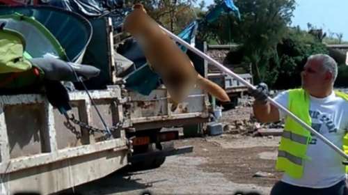 Καταγγέλλουν ότι μετανάστες έτρωγαν αδέσποτα σκυλιά