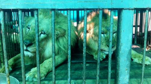 Η μεγάλη επιχείρηση επιστροφής 33 αιχμάλωτων λιονταριών στην Αφρική