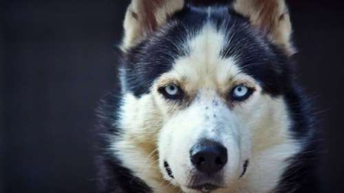 Οκτάχρονος τραυματίστηκε από σκύλο στην Πτολεμαΐδα