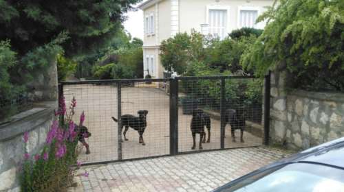 Τι ισχυρίζεται ο 72χρονος ιδιοκτήτης των ροτβάιλερ