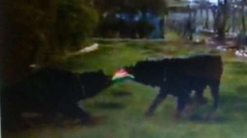 Αυτά είναι τα ροτβάιλερ που κατασπάραξαν τον 5χρονο