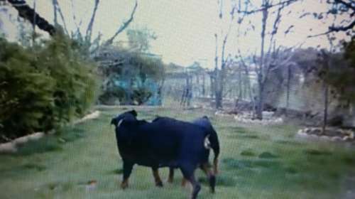 Δήμος Κοζάνης: Επικίνδυνα τα ροτβάιλερ που κατασπάραξαν τον 5χρονο