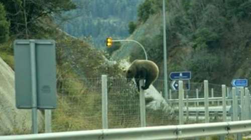 Απίστευτη φωτό με αρκούδα σε ελληνικό αυτοκινητόδρομο