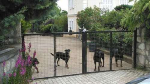 Νέα στοιχεία για την τραγωδία με τα Ροτβάιλερ (vd)