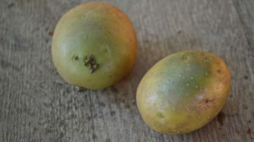 Μην φάτε ΠΟΤΕ αυτές τις πατάτες