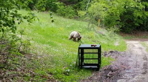 Συγκλονίζει: Το αρκουδάκι επέστρεψε στο Καταφύγιο στο Νυμφαίο