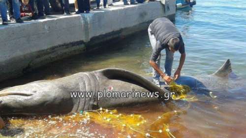 Βρήκαν καρχαριοειδές μήκους 7.4 μέτρων στη Λέσβο-φωτο