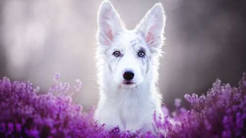 12 ονειρικά πορτρέτα σκύλων από μια φωτογράφο που λατρεύει τα ζώα