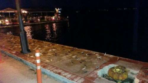 Βρέχει ...σαρδέλες στην Πρέβεζα: Βγήκαν στη στεριά!