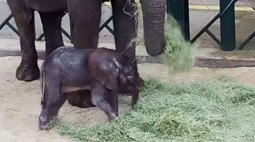 Ενα ελεφαντάκι γεννήθηκε σε ζωολογικό κήπο του Ντάλλας