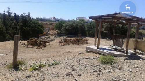 Σοκ στη Ρόδο: Σκυλιά κατασπάραξαν ελάφια του Ροδινιού