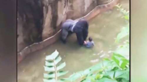 Σκότωσαν γορίλα όταν πλησίασε έναν 4χρονο που έπεσε στο κλουβί του - ΒΙΝΤΕΟ