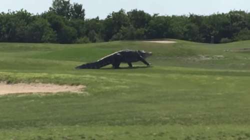 Τεράστιος αλιγάτορας κάνει τη βόλτα του σε γήπεδο γκολφ