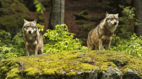 Καρυά Υπάτης: Επιδρομή λύκων μέσα στο χωριό - Επιτέθηκαν στα πρόβατα  [σκληρές εικόνες]