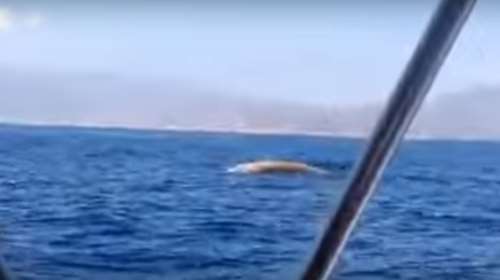 Φάλαινα έκανε... βουτιές στην Κρήτη- VIDEO