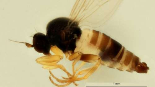 Ανακαλύφθηκε νέο είδος μύγας στο Βέλγιο