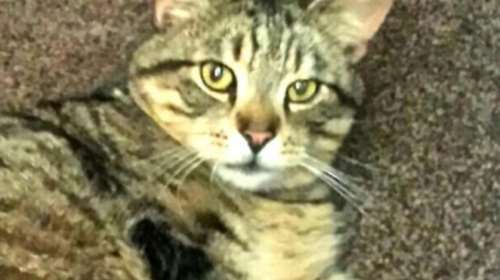 Βρέθηκε ο ΄Ολι, ο γάτος που είχε χαθεί για τρία χρόνια