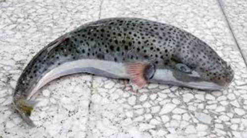 Φόβος και τρόμος οι λαγοκέφαλοι στην Κρήτη