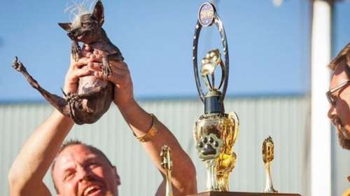 Sweepee Rambο: Αυτός είναι ο πιο άσχημος σκύλος του κόσμου