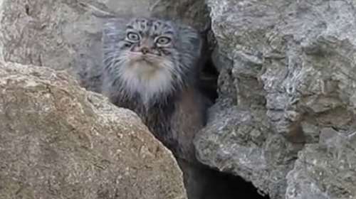 Τρέλα με το «θηρίο» της Κρήτης: Είδαν και δεύτερο (VIDEO)