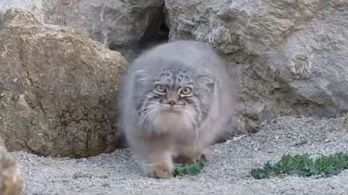 Ο &quot;αίλουρος της Σητείας&quot; έγινε...μαντινάδα