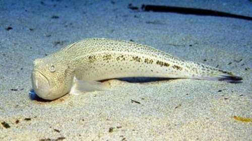 Δράκαινα δάγκωσε στο λαιμό 15χρονο στη Ζαχάρω!