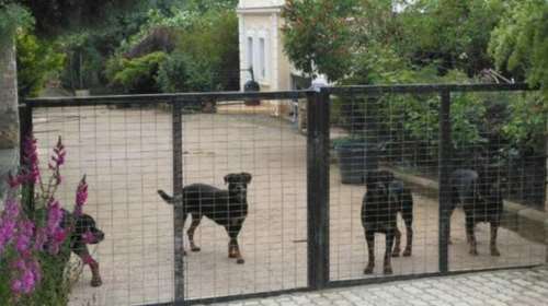 Εκαναν ευθανασία σε 4 ροτβάιλερ στην Κοζάνη