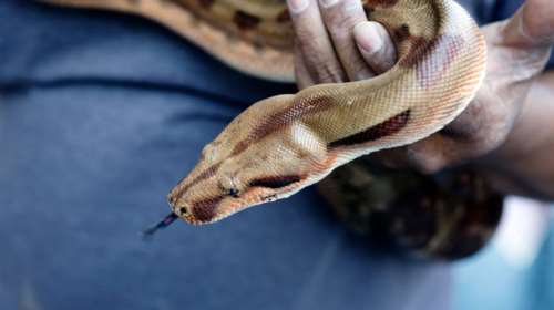 Τρόμος σε τρένο: Νεαρός ταξίδευε μαζί με έναν πύθωνα