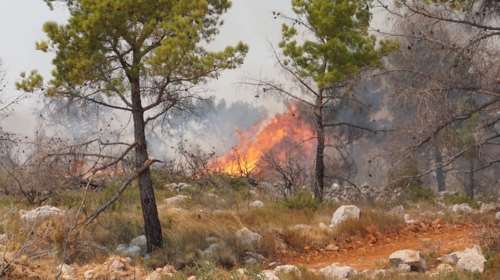 Σε ύφεση τα πύρινα μέτωπα στην Χίο - ΒΙΝΤΕΟ & ΦΩΤΟ