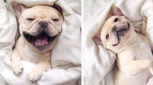 Γνωρίστε τον πιο χαριτωμένο σκύλο που υπάρχει