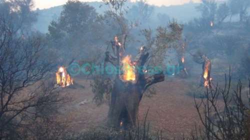 Μητροπολίτης Χίου: Το10% από το παγκάρι σε πυρόπληκτους μαστιχοπαραγωγούς