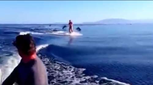 50 δελφίνια ακολουθούν σκιέρ. Βίντεο που κόβει ανάσες με την ομορφιά του