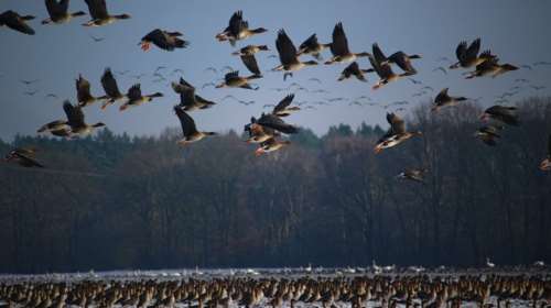 Τα πουλιά πετάνε... κοιμισμένα